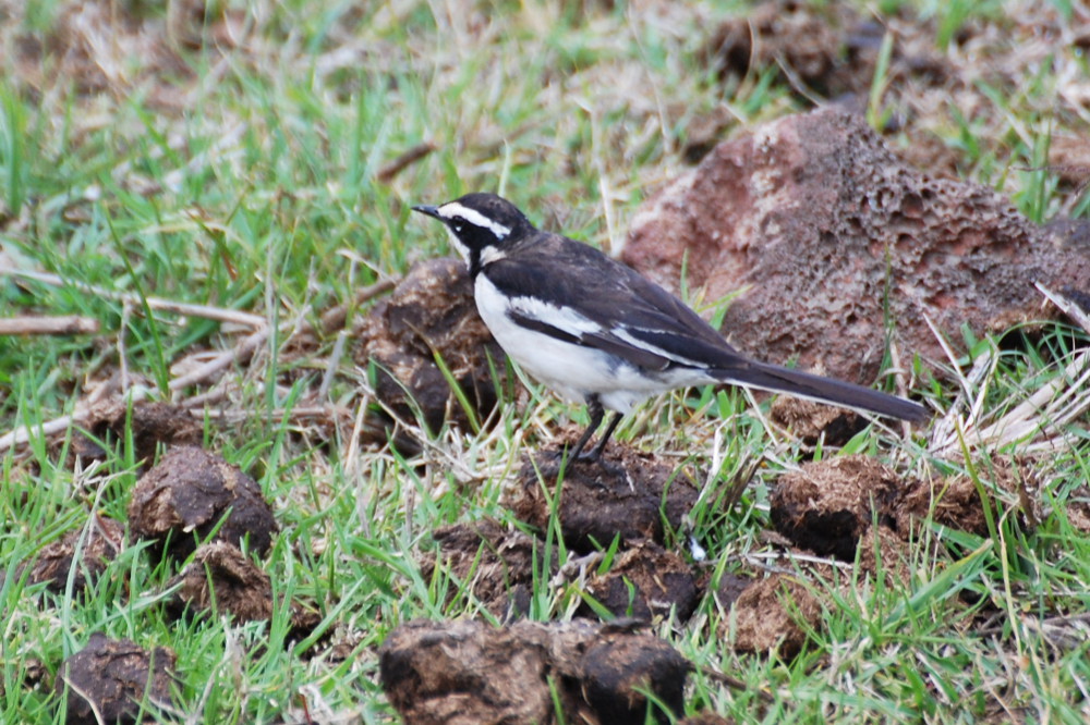 Tanzania - Motacilla (Motacilla aguimp)